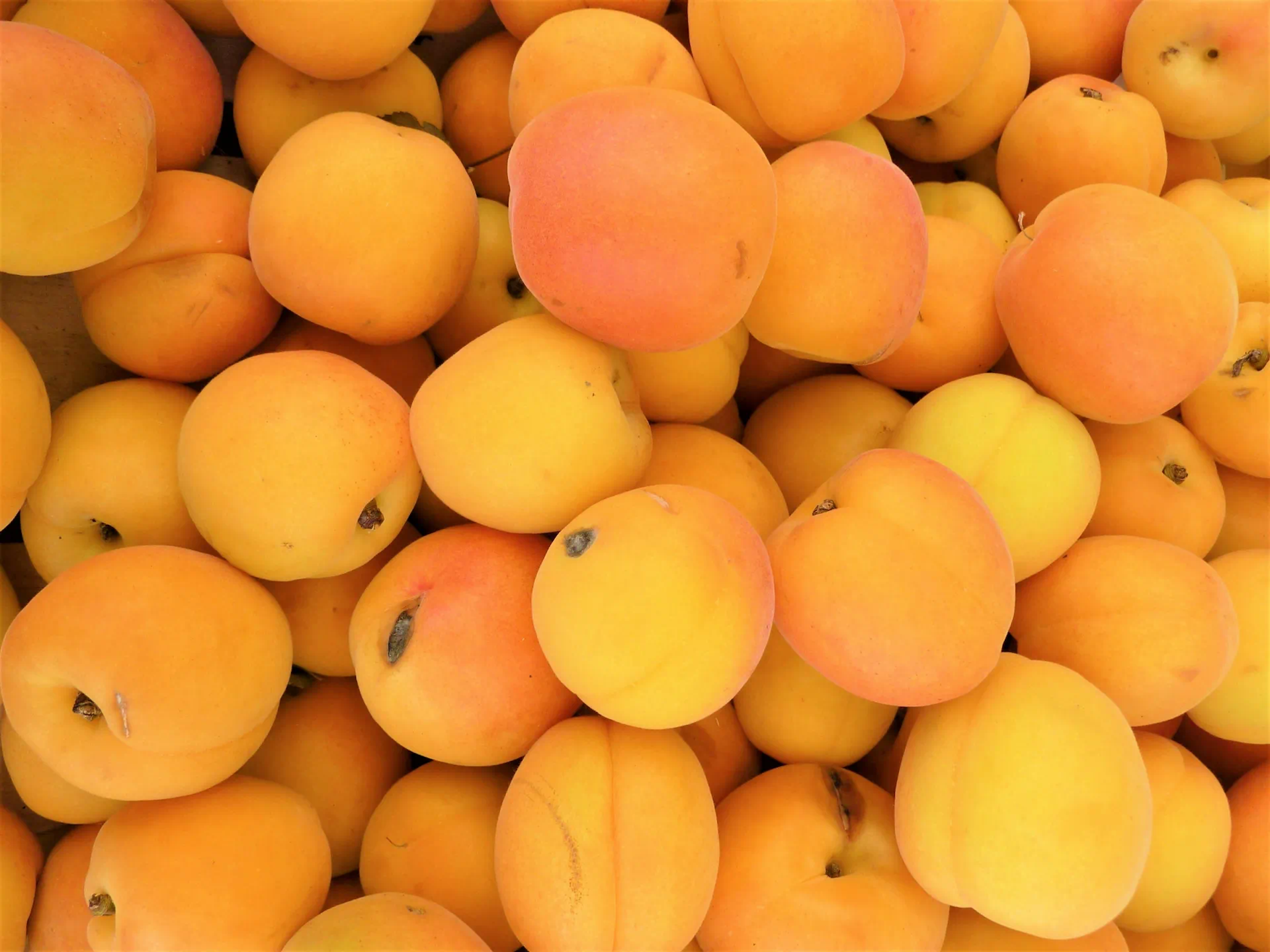 Apricot