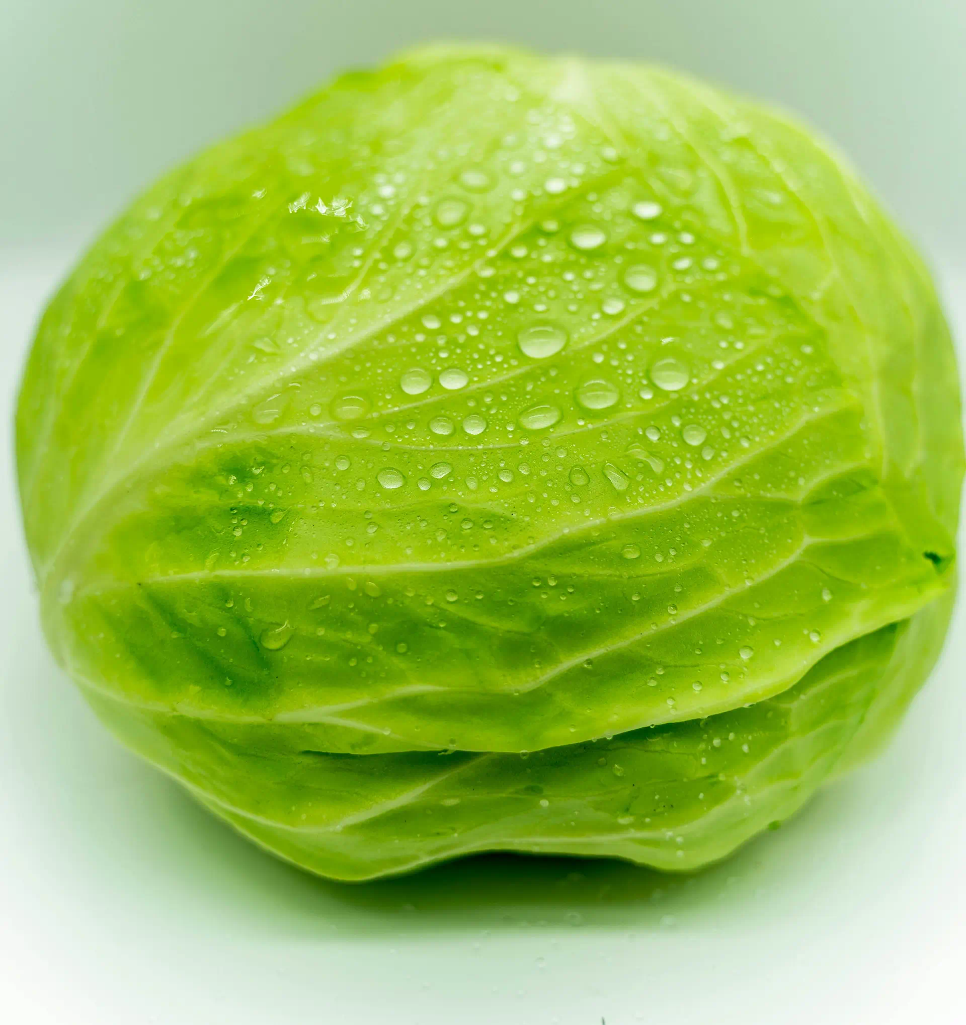 Cabbage