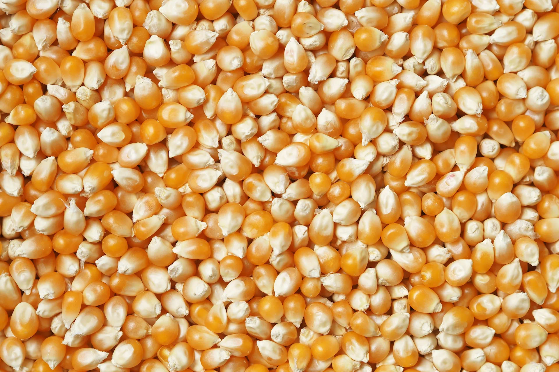 Maize