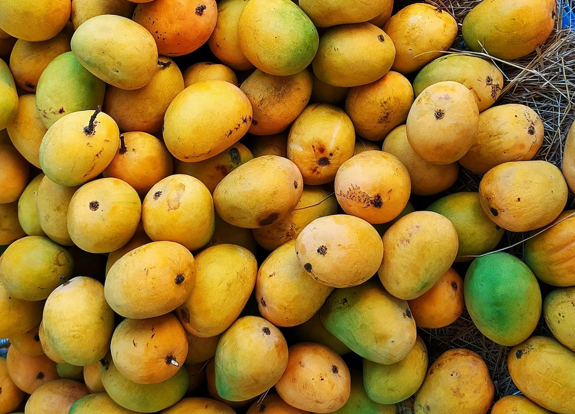 Mango