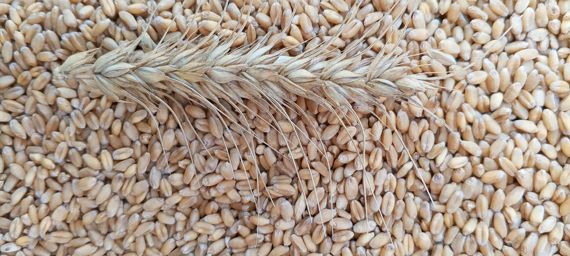Wheat